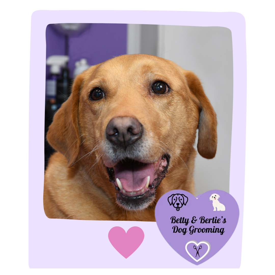 Gallery Betty & Bertie's Dog Grooming