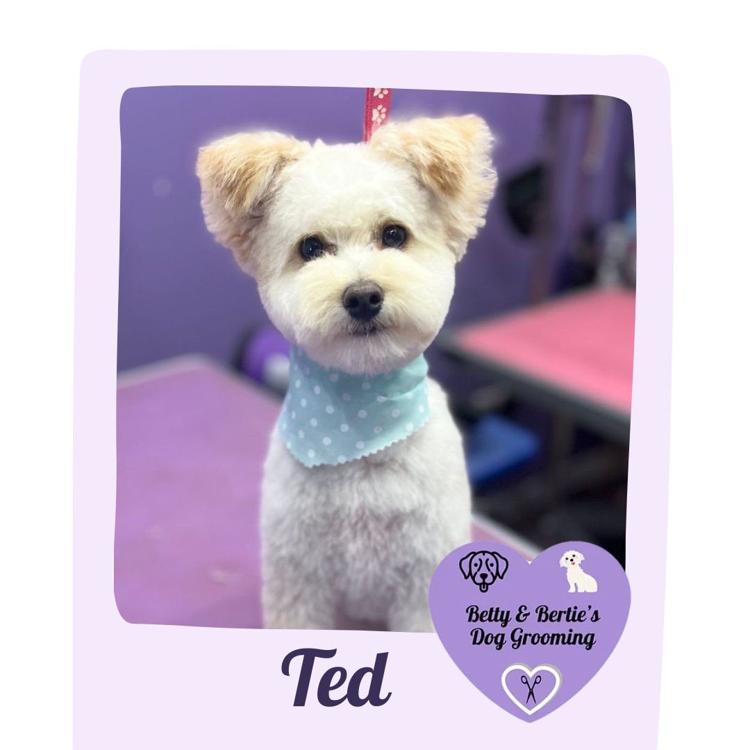 Gallery Betty & Bertie's Dog Grooming